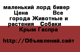 маленький лорд бивер › Цена ­ 10 000 - Все города Животные и растения » Собаки   . Крым,Гаспра